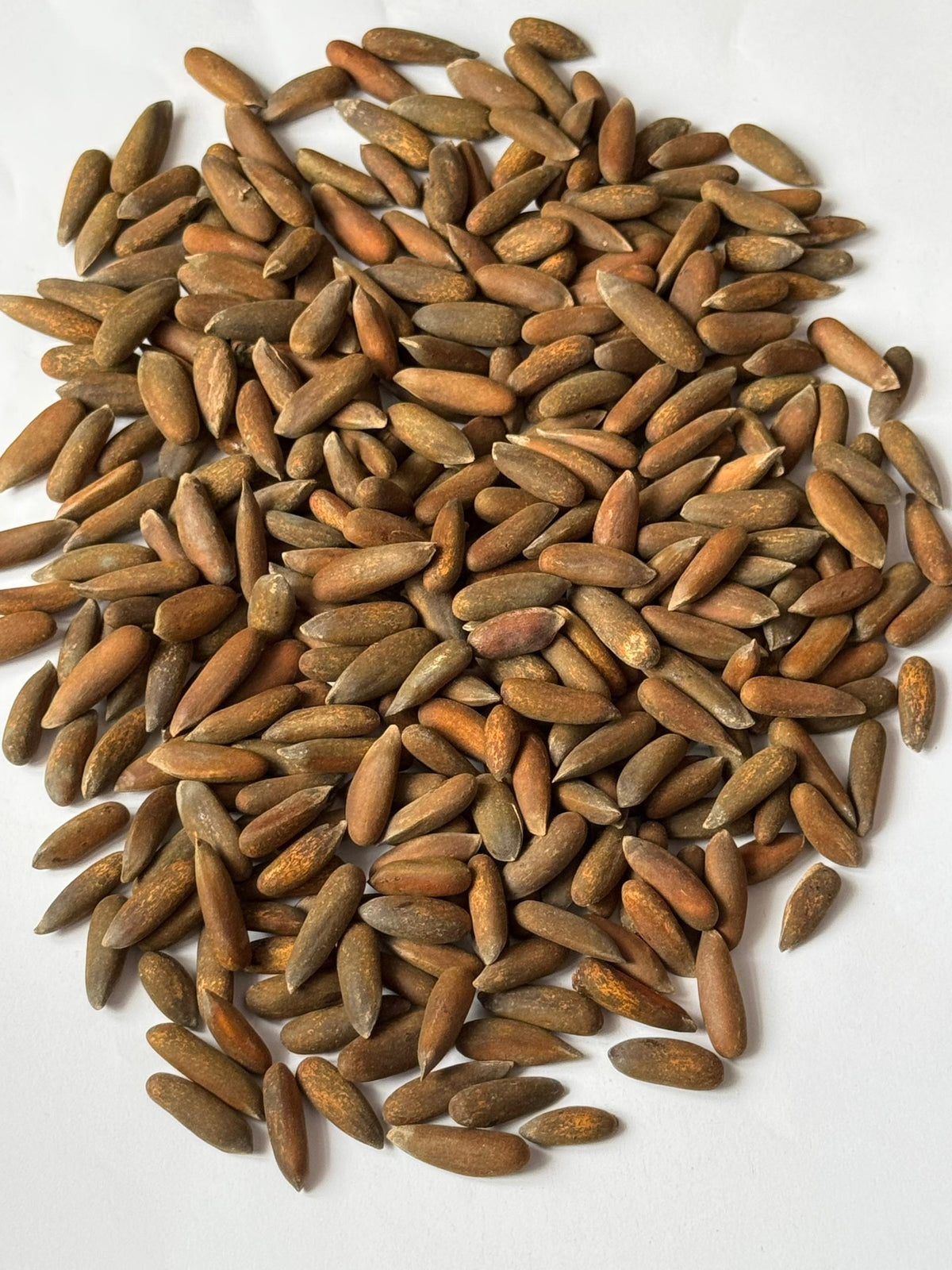 Pinjenötter